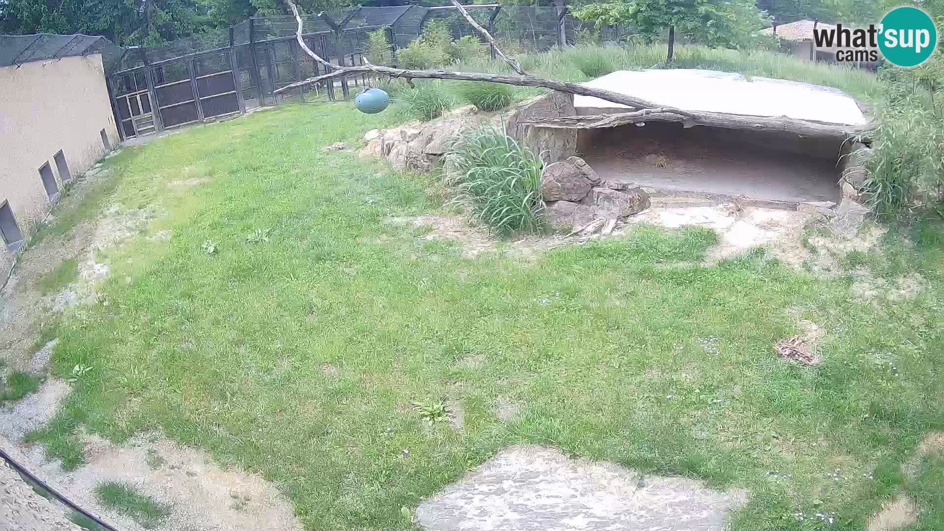 LION live Webcam in Ljubljana Zoo – Slovenia