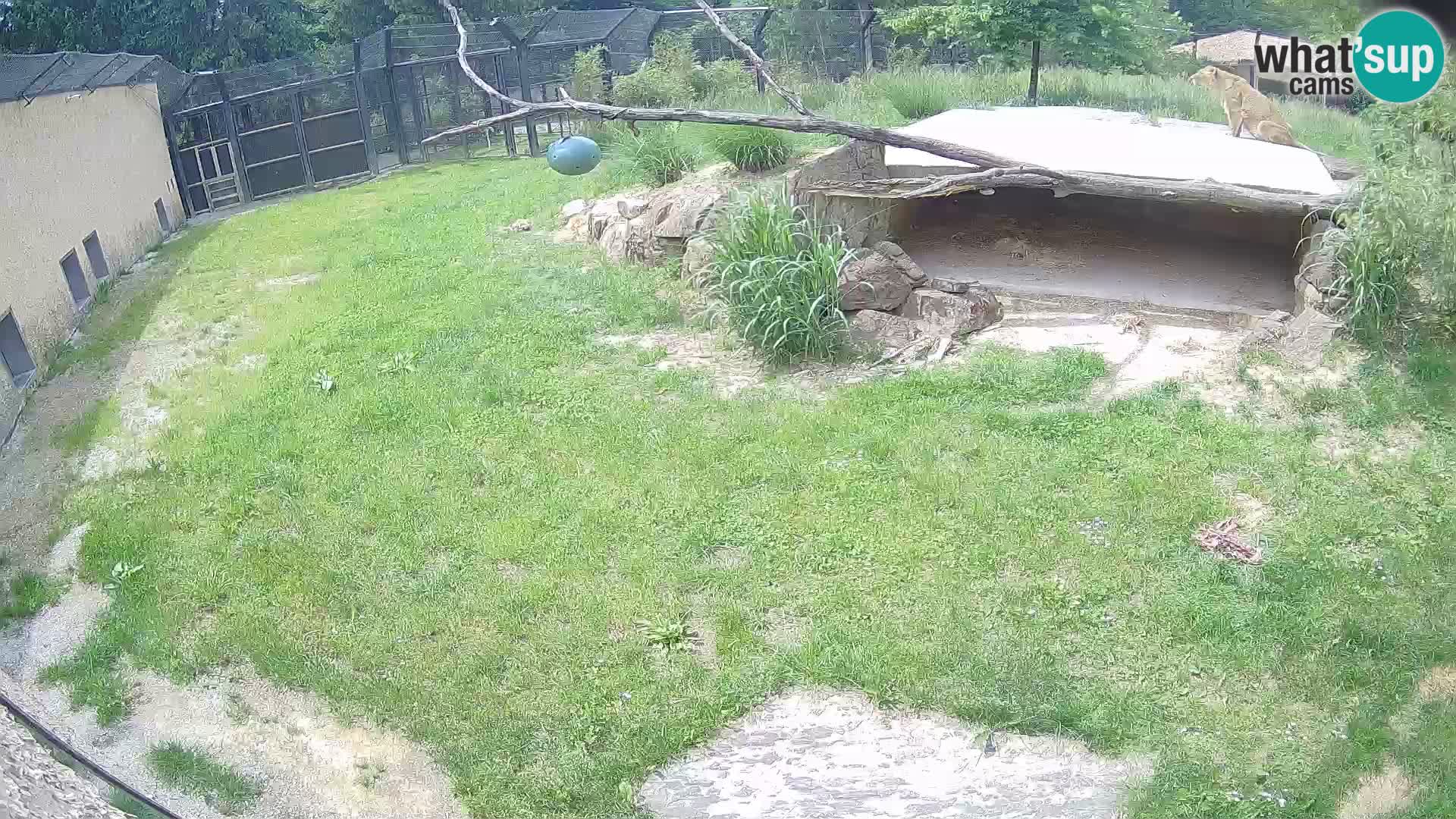 LION live Webcam in Ljubljana Zoo – Slovenia