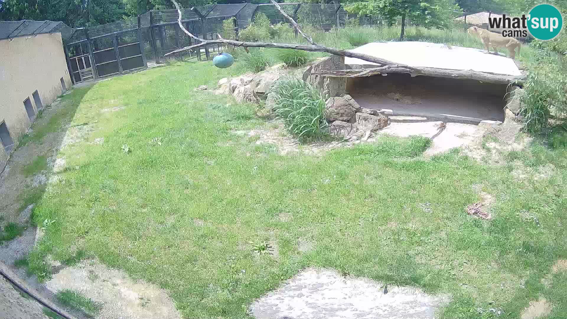 LION live Webcam in Ljubljana Zoo – Slovenia