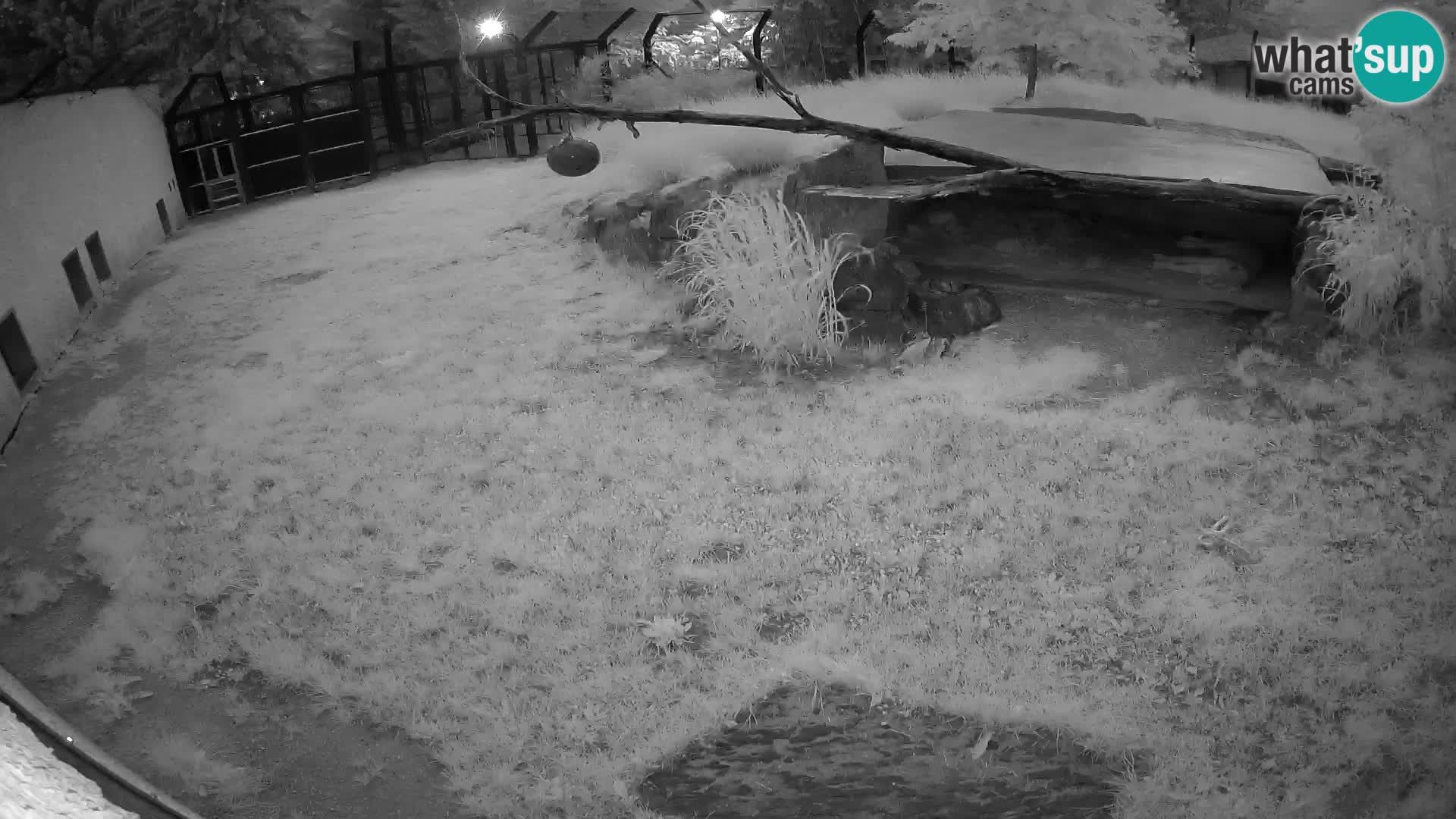 LION live Webcam in Ljubljana Zoo – Slovenia