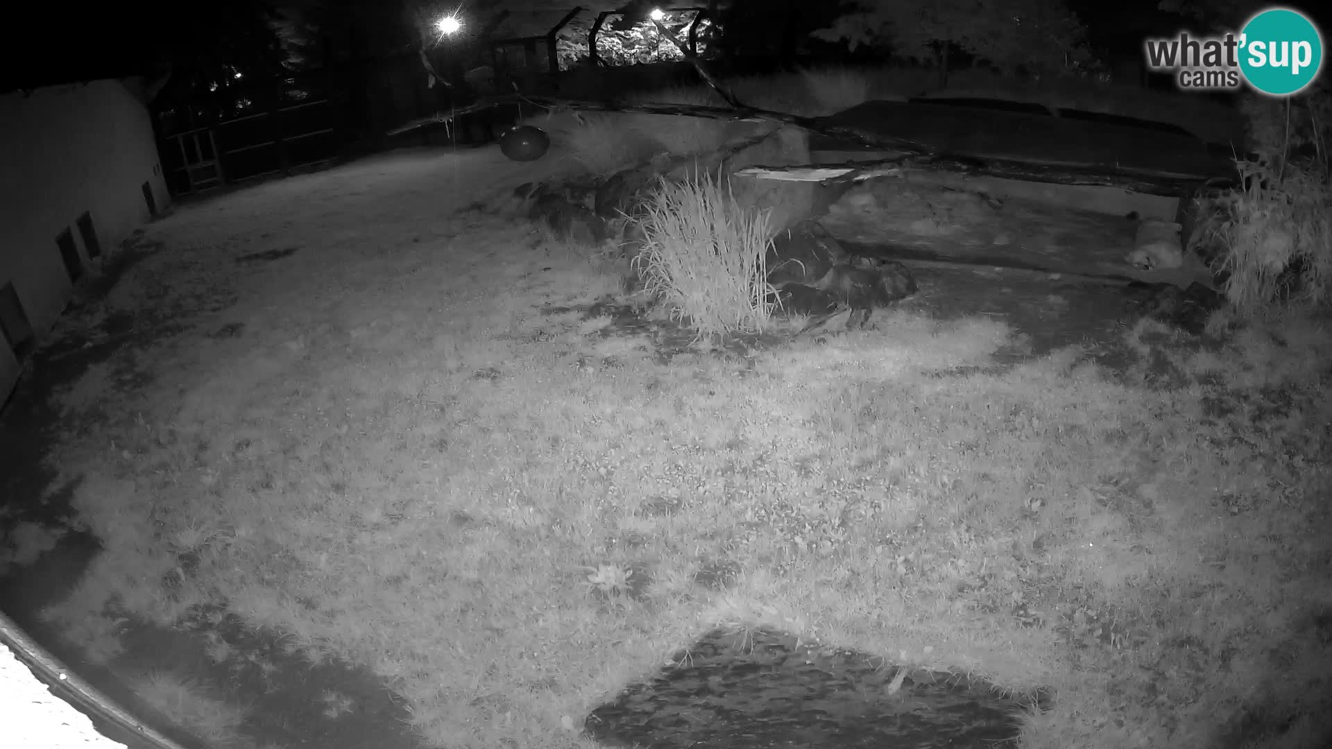 LION live Webcam in Ljubljana Zoo – Slovenia