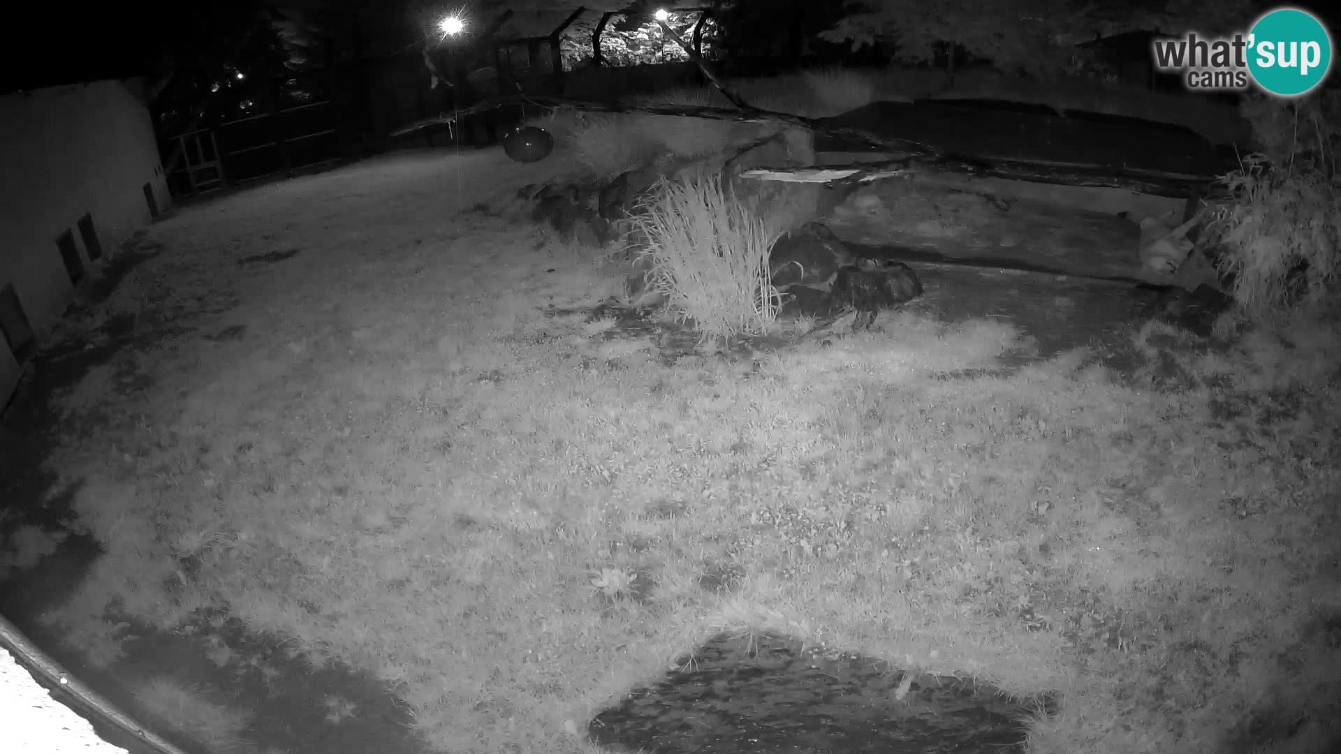 LION live Webcam in Ljubljana Zoo – Slovenia