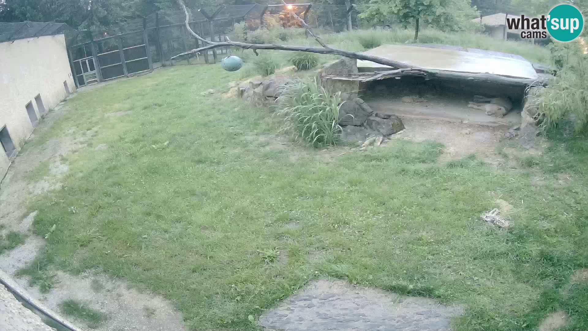 LION live Webcam in Ljubljana Zoo – Slovenia