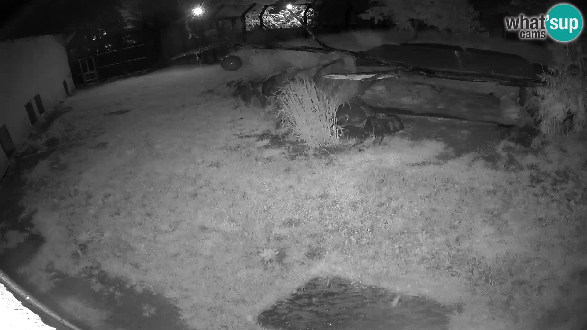 LION live Webcam in Ljubljana Zoo – Slovenia
