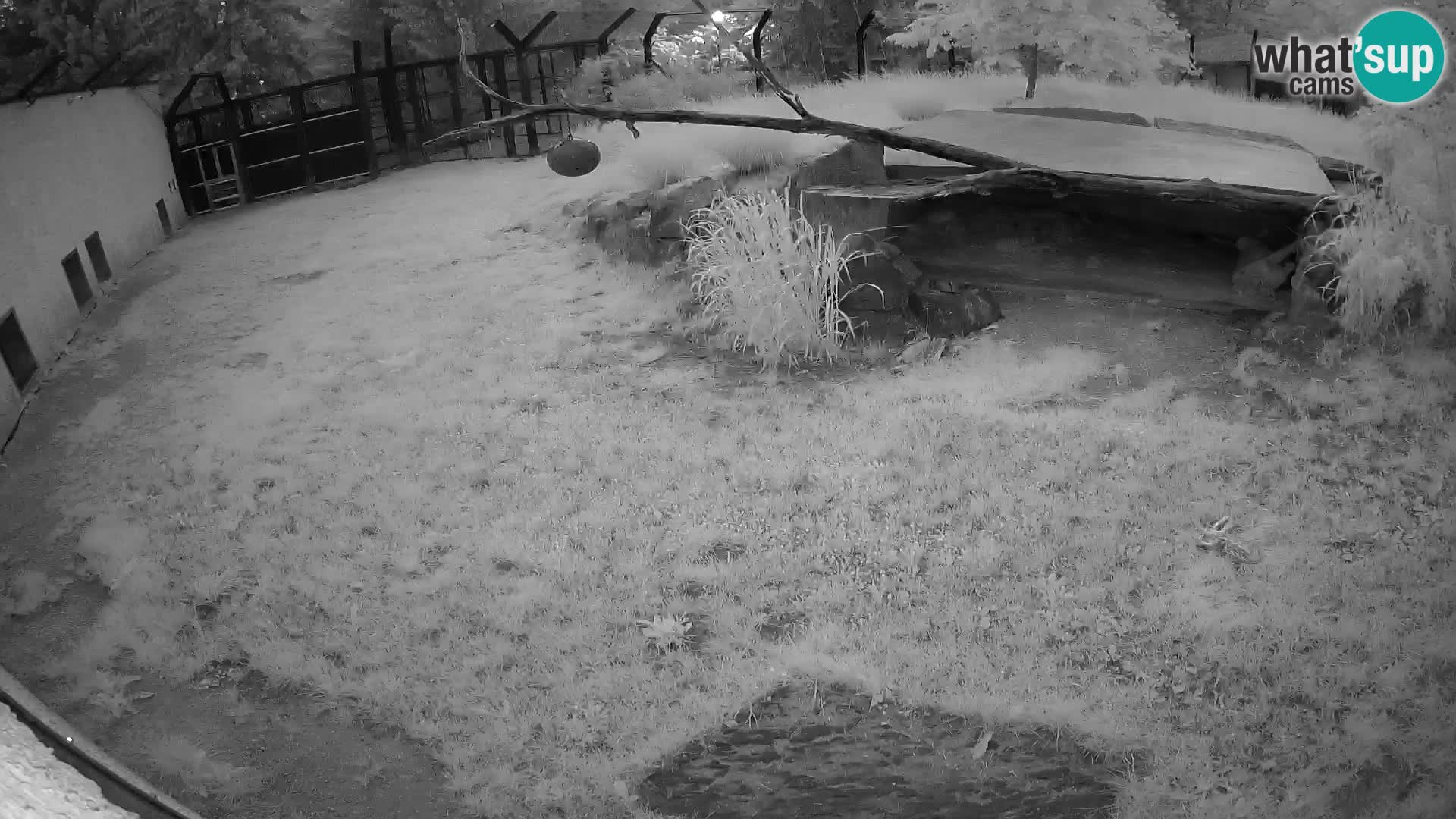 LION live Webcam in Ljubljana Zoo – Slovenia