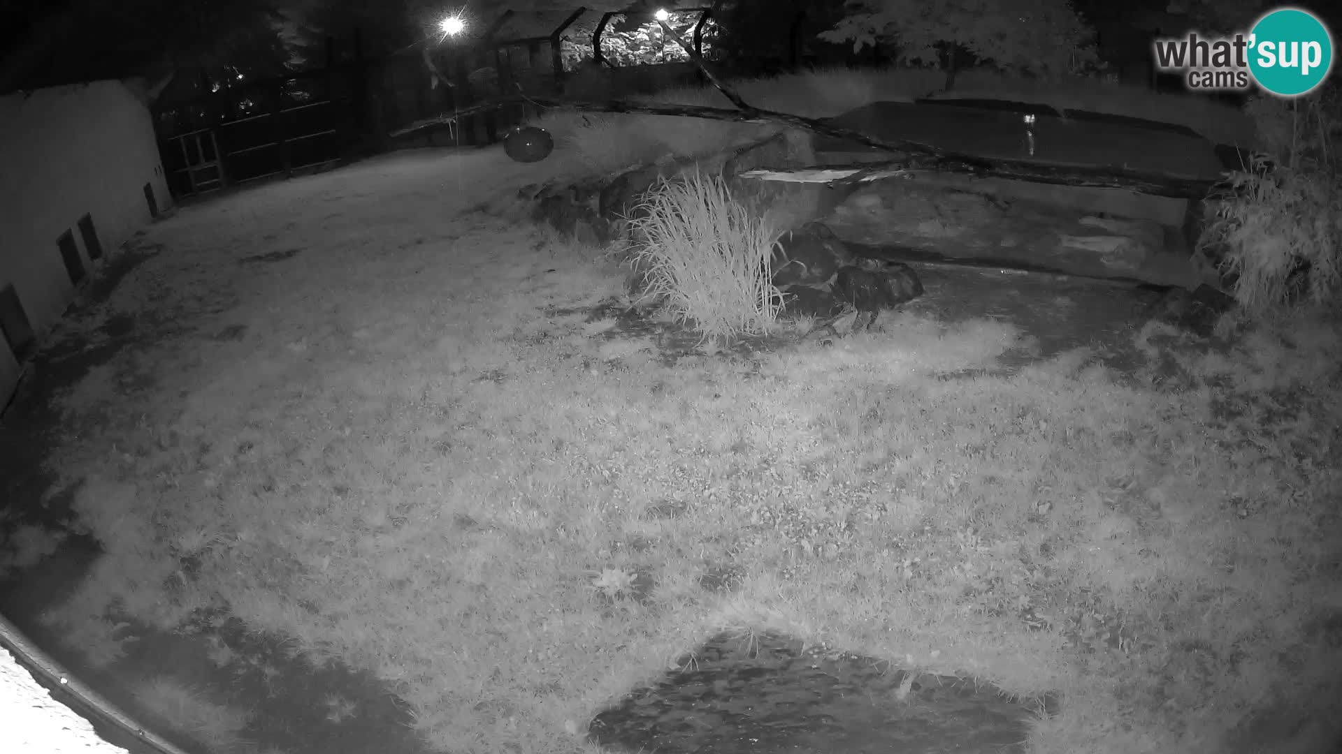 LION webcam en direct du zoo de Ljubljana – Slovénie
