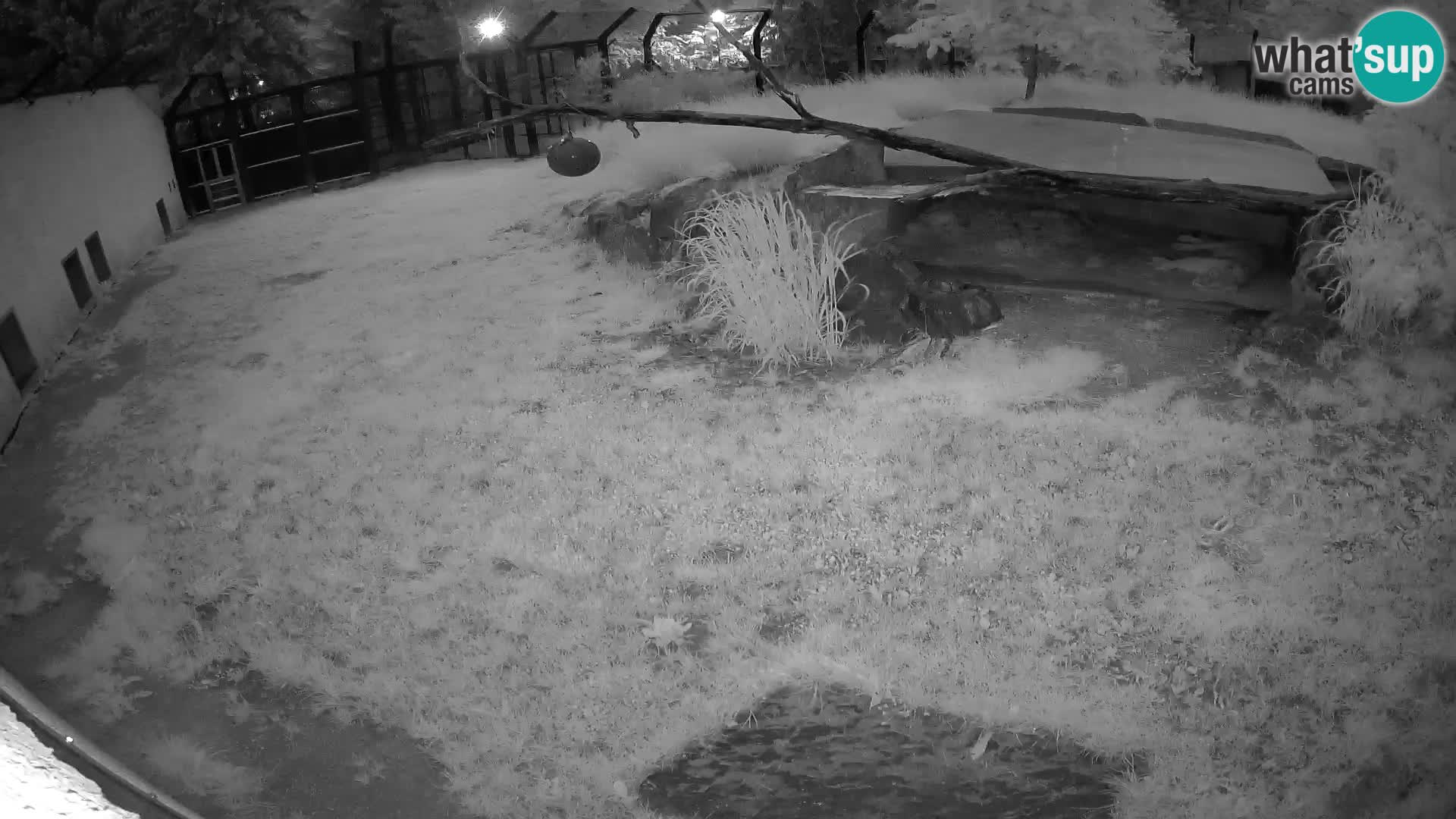 Löwe live Webcam im Zoo von Ljubljana – Slowenien