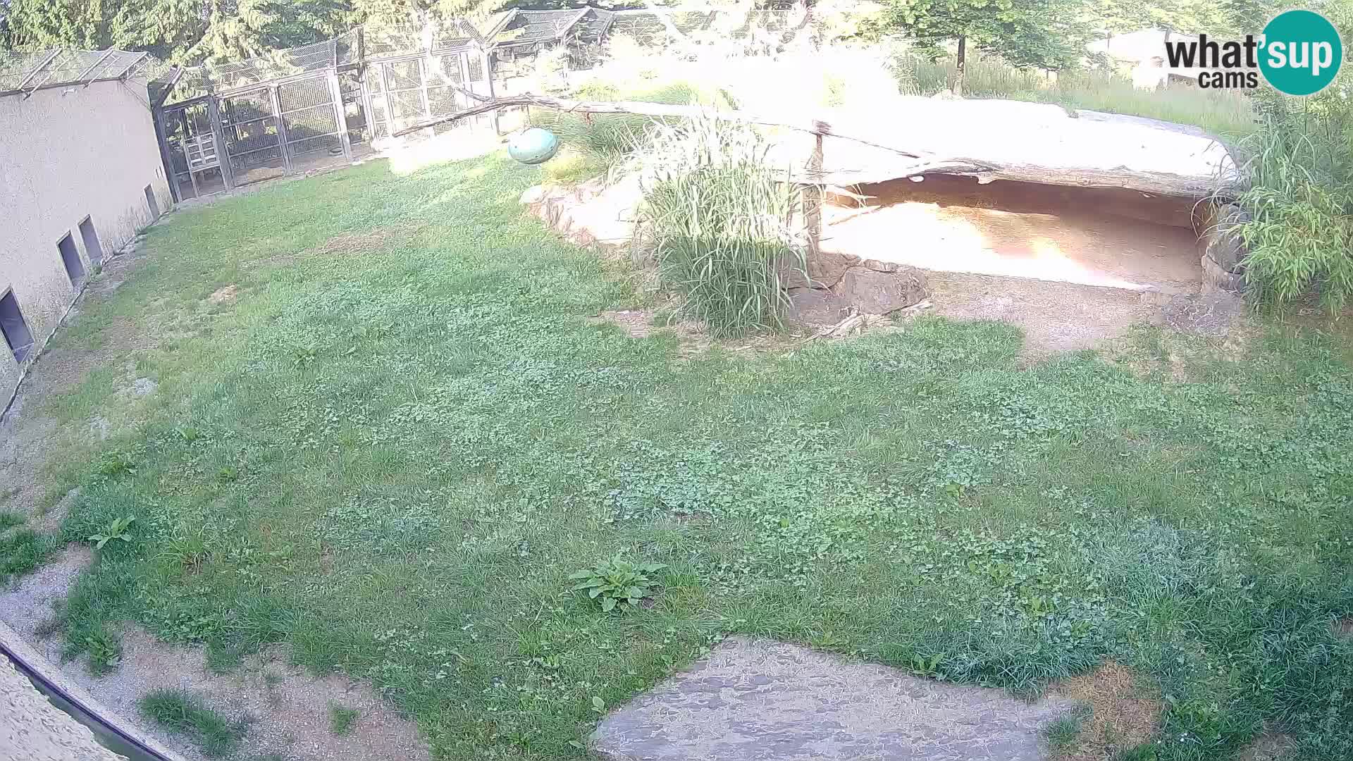 Löwe live Webcam im Zoo von Ljubljana – Slowenien
