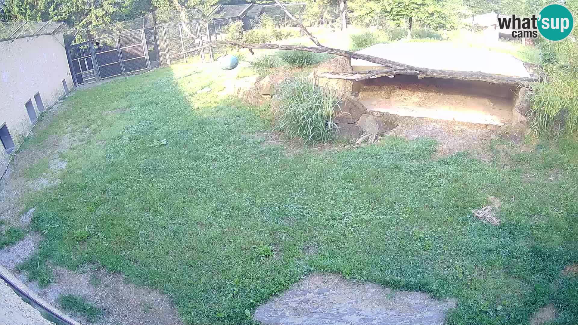 Löwe live Webcam im Zoo von Ljubljana – Slowenien