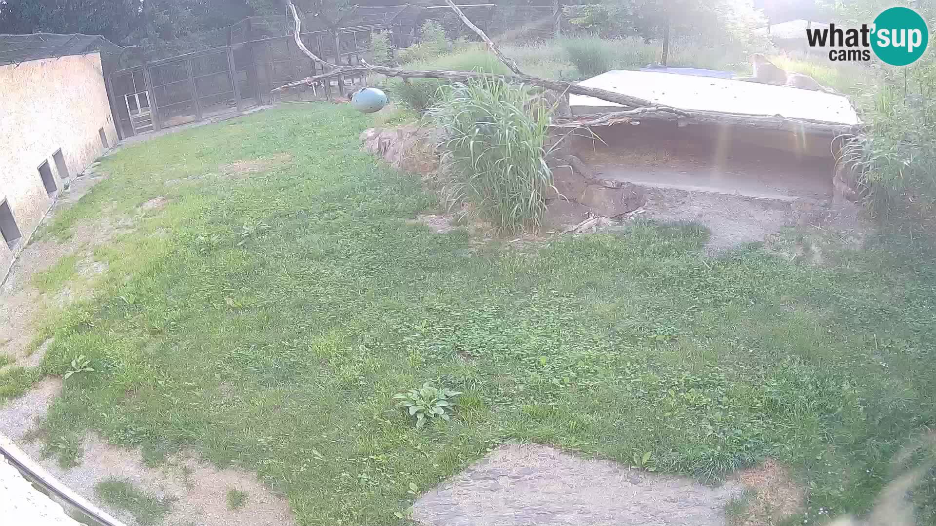Lavovi web kamera uživo u ljubljanskom zoološkom vrtu – Slovenija