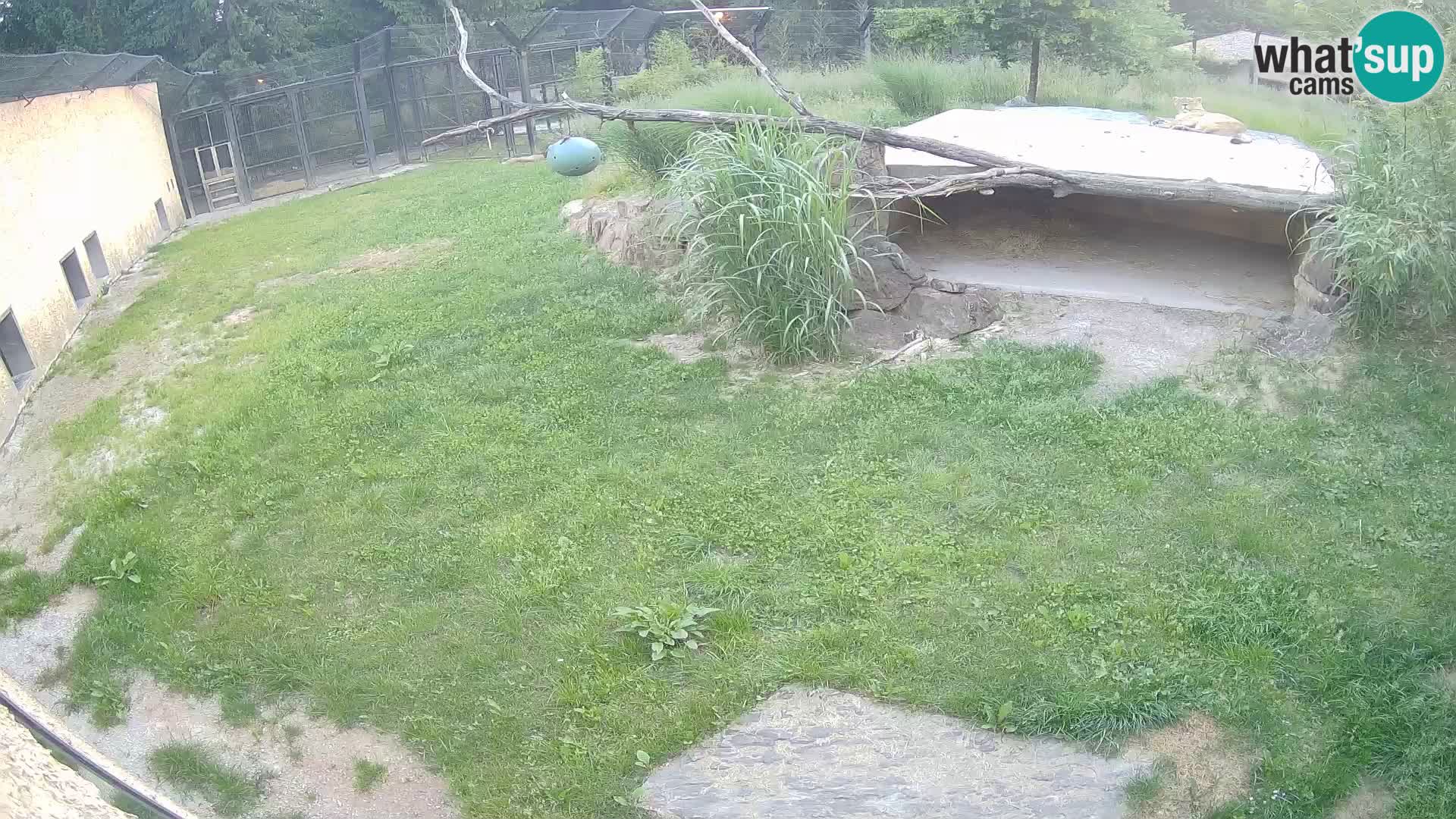 LEVI spletna kamera v živalskem vrtu Ljubljana Zoo