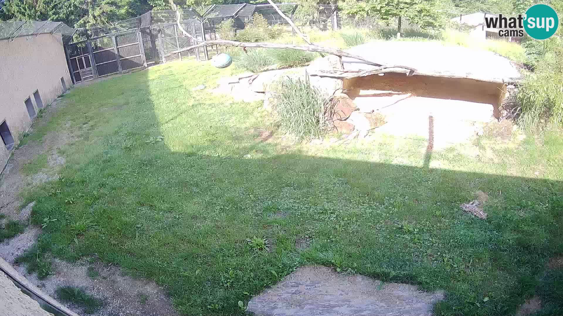 LION live Webcam in Ljubljana Zoo – Slovenia