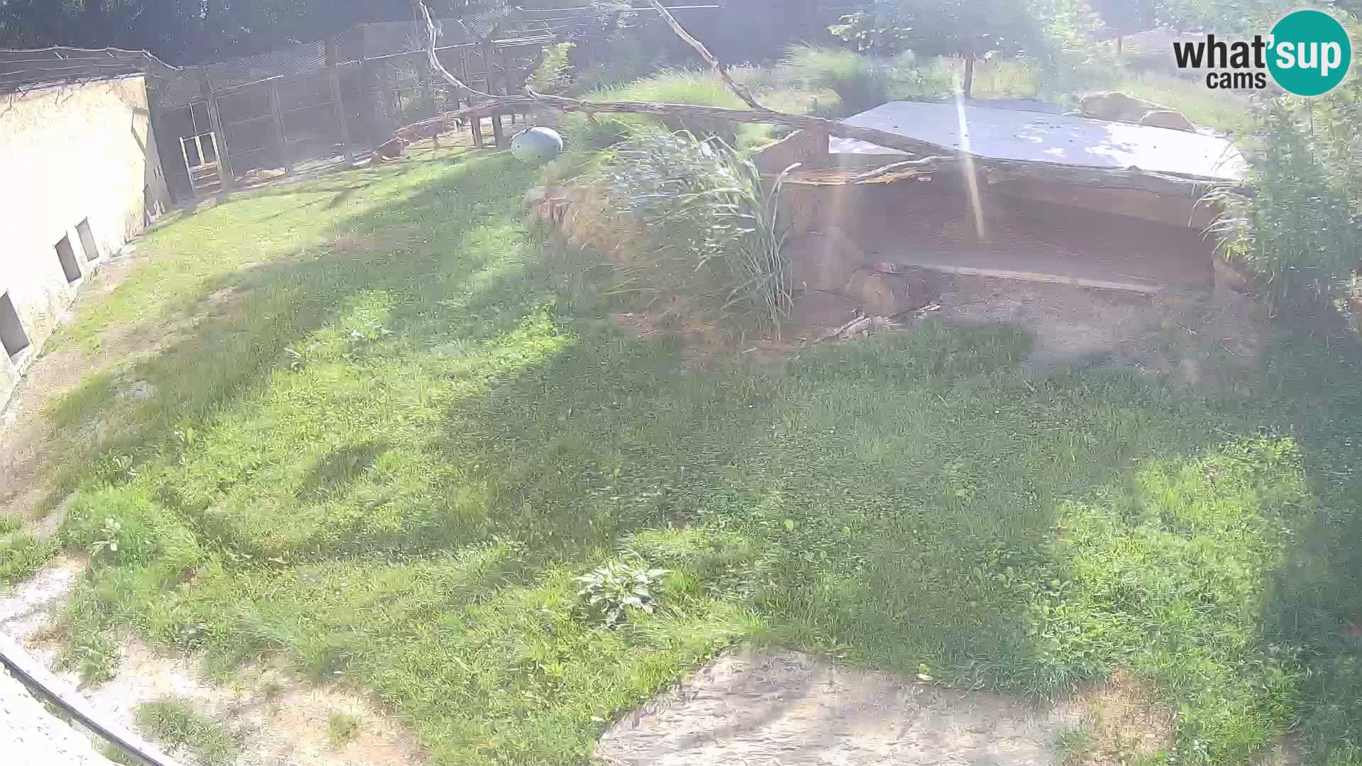 LION webcam en direct du zoo de Ljubljana – Slovénie