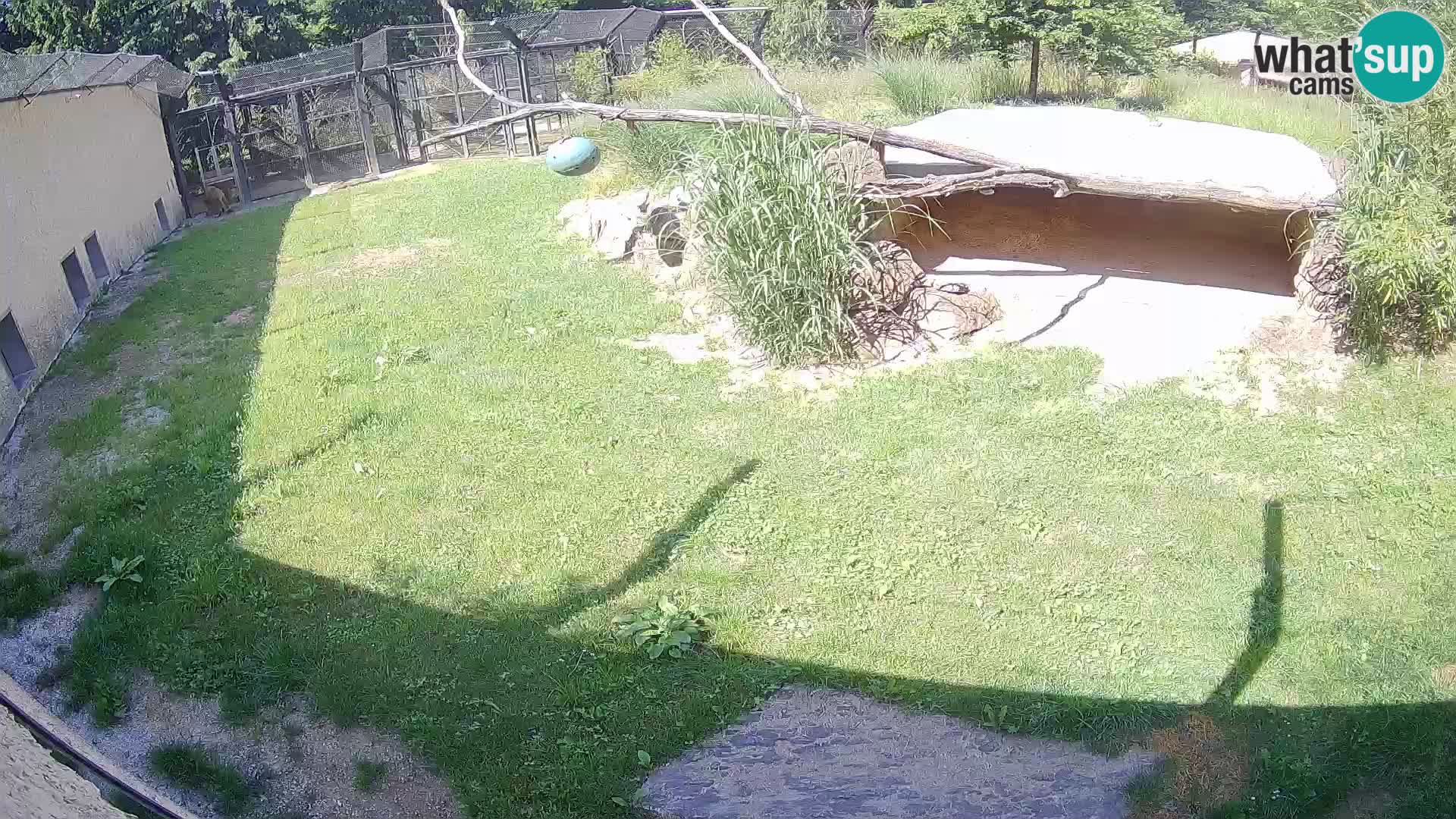 LION live Webcam in Ljubljana Zoo – Slovenia