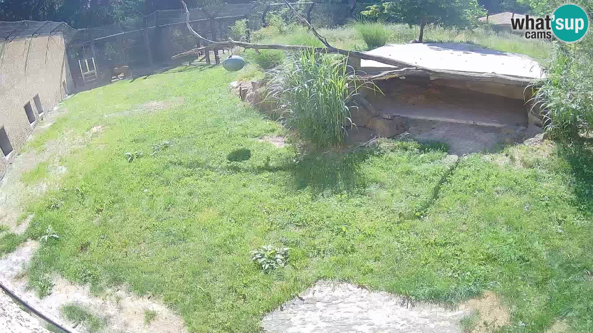LEON Webcam en vivo en Ljubljana Zoo – Eslovenia