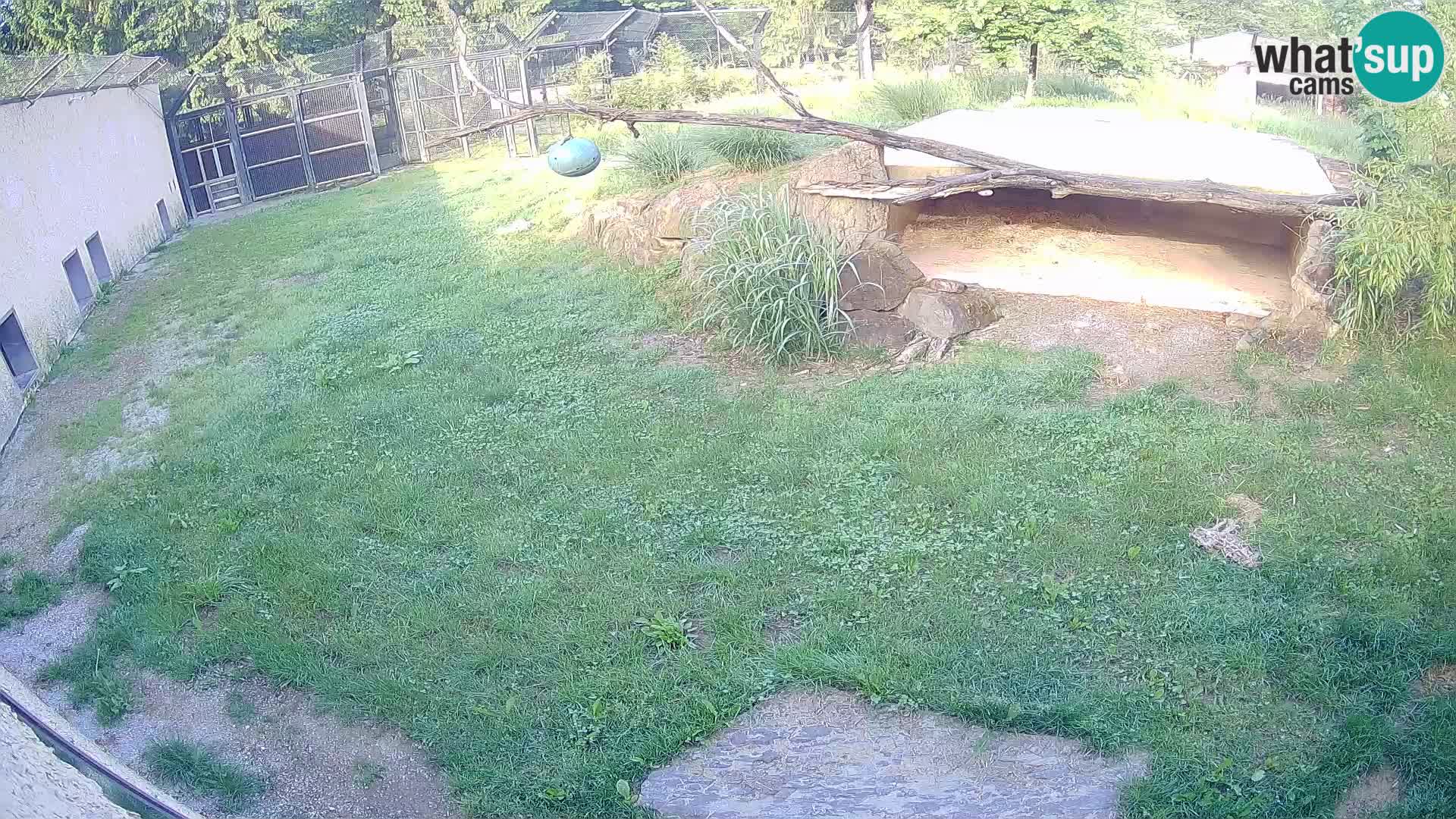 LEVI spletna kamera v živalskem vrtu Ljubljana Zoo