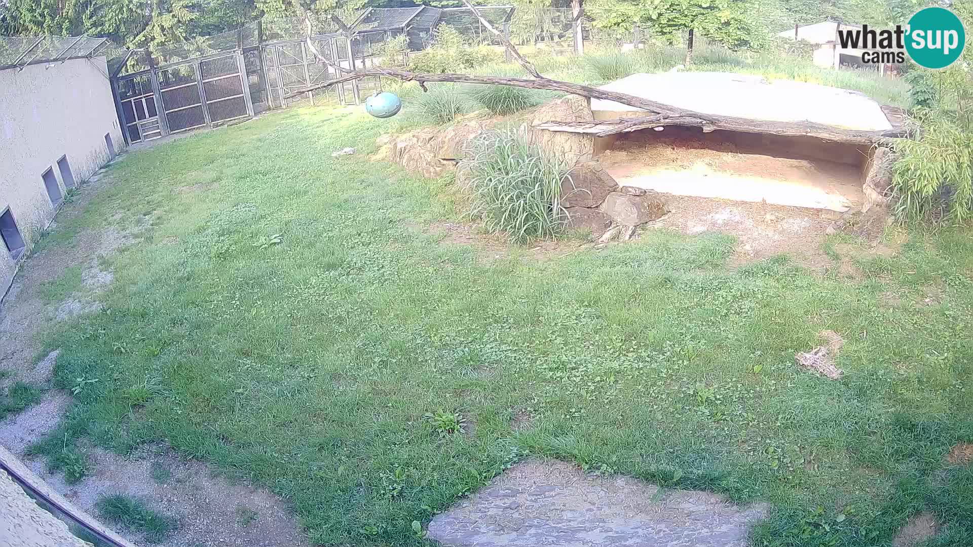 LION live Webcam in Ljubljana Zoo – Slovenia
