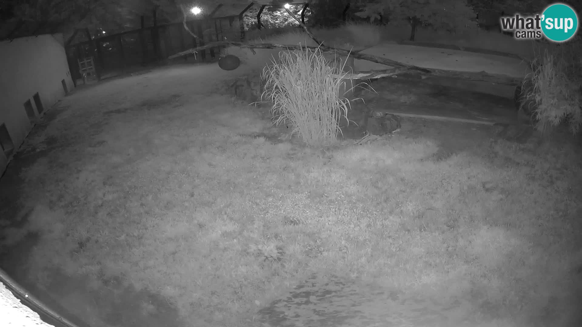 LION live Webcam in Ljubljana Zoo – Slovenia