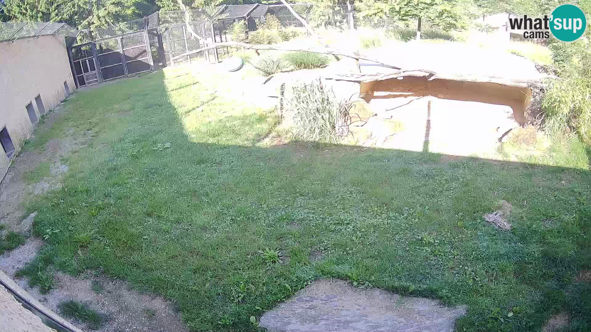 LEONE live Webcam nello zoo di Lubiana – Slovenia