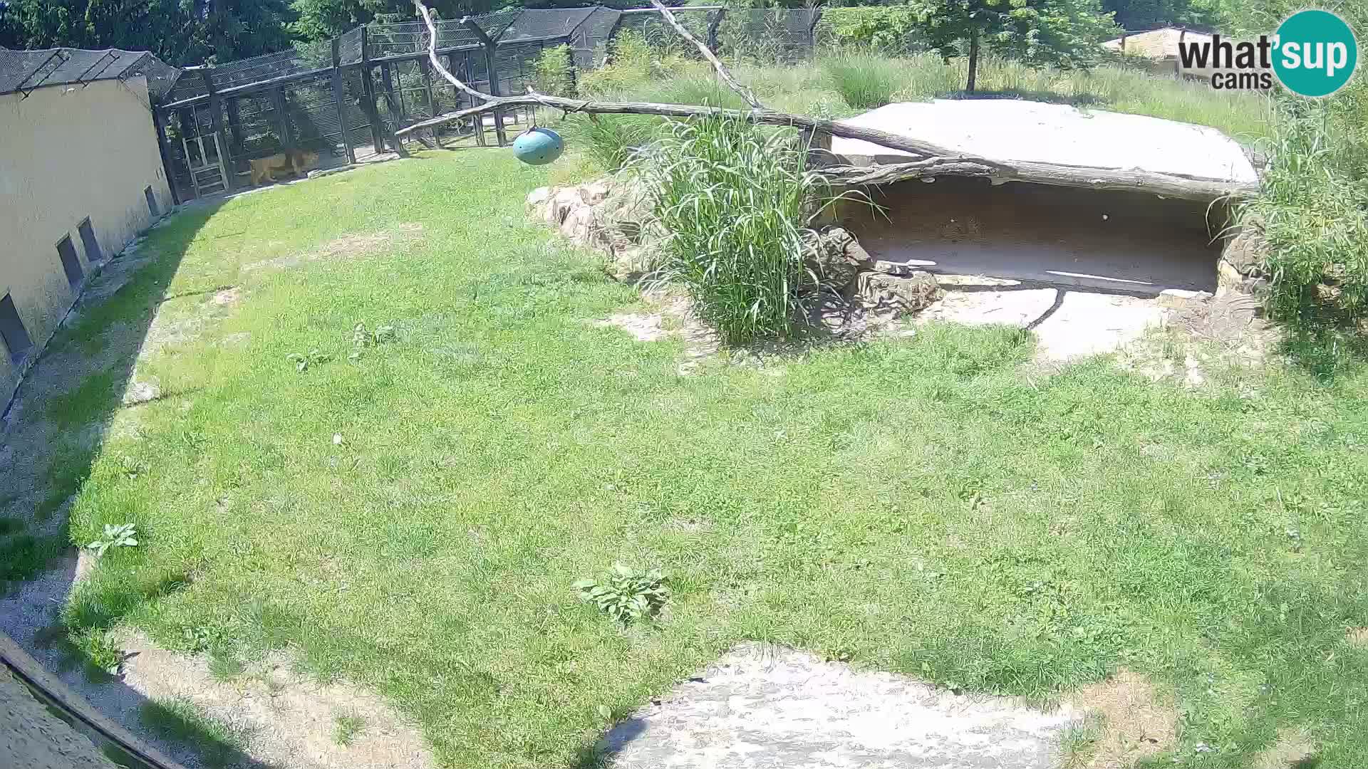 Löwe live Webcam im Zoo von Ljubljana – Slowenien