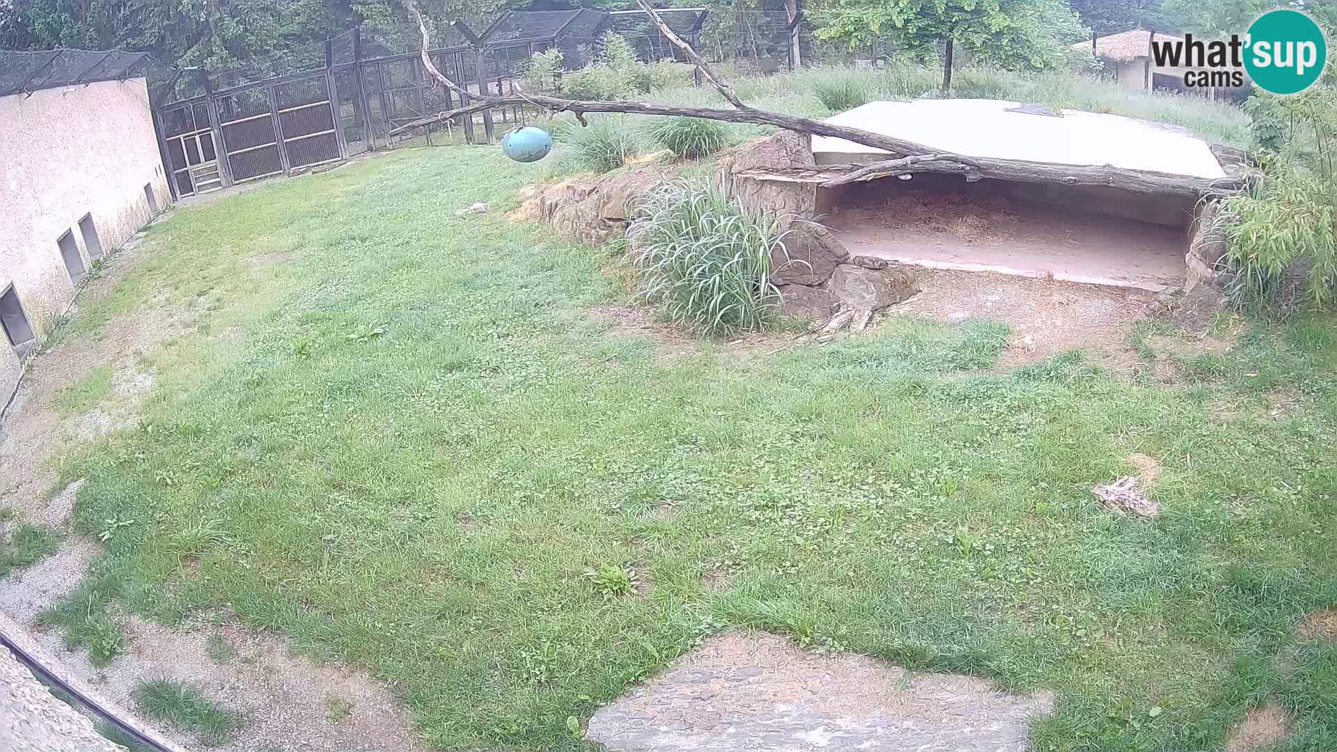 LION live Webcam in Ljubljana Zoo – Slovenia