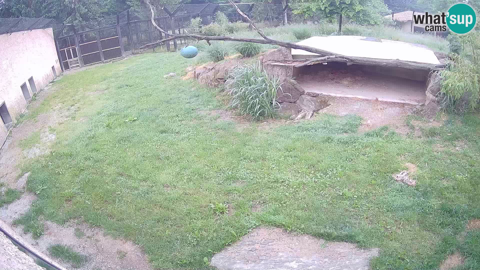 LEONE live Webcam nello zoo di Lubiana – Slovenia