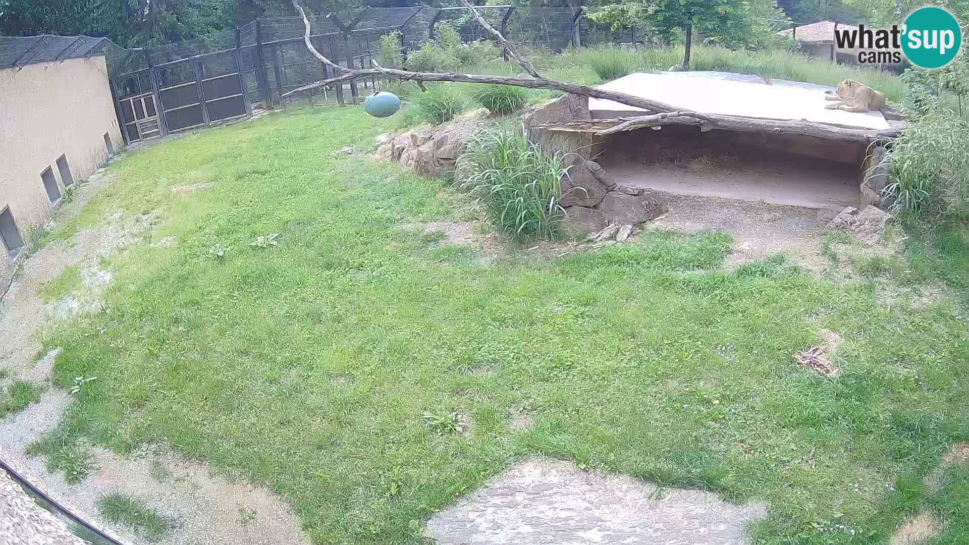 Löwe live Webcam im Zoo von Ljubljana – Slowenien