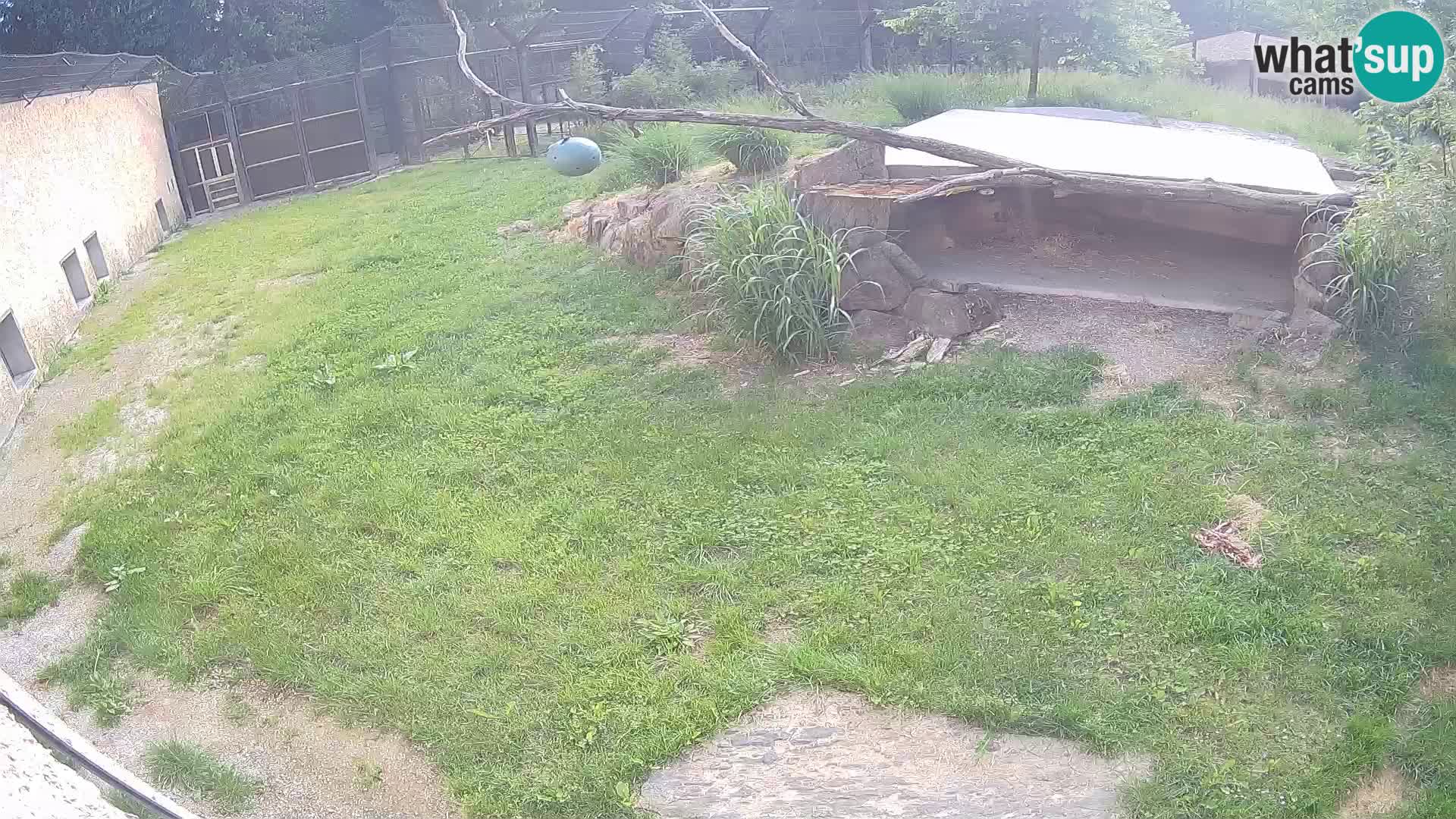LEVI spletna kamera v živalskem vrtu Ljubljana Zoo