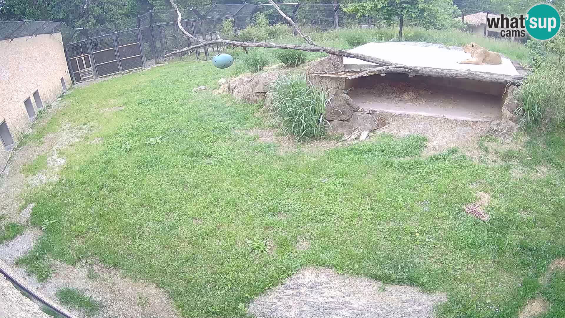 LEVI spletna kamera v živalskem vrtu Ljubljana Zoo