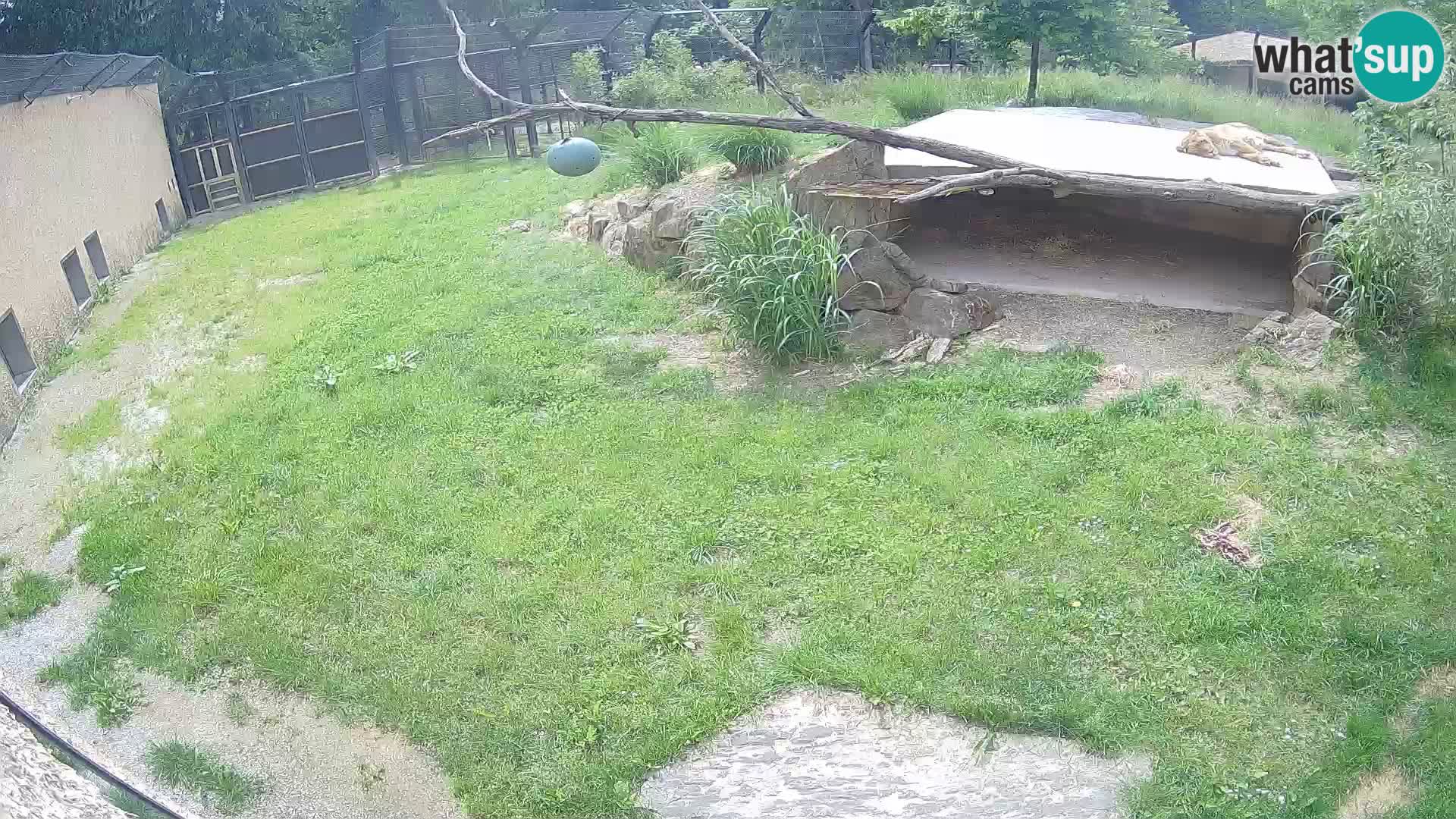 LEON Webcam en vivo en Ljubljana Zoo – Eslovenia