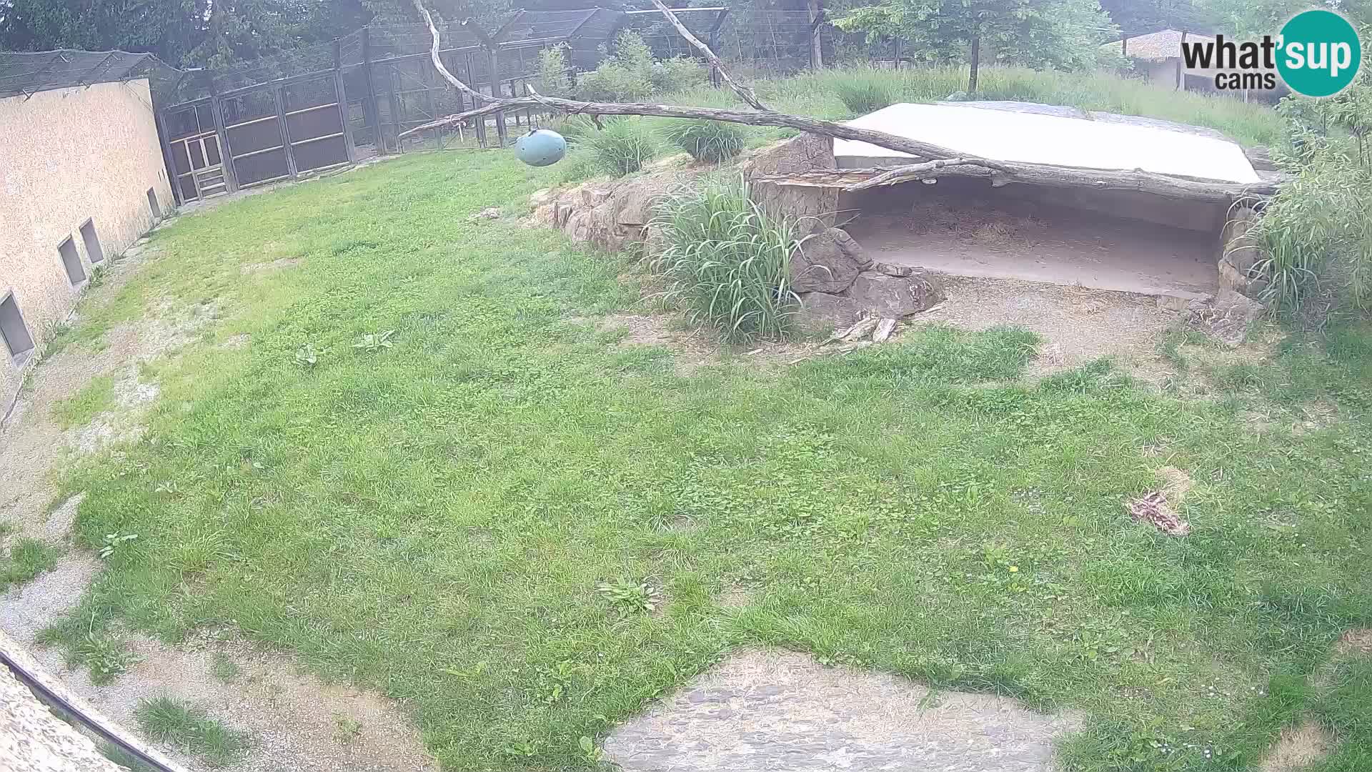 LEVI spletna kamera v živalskem vrtu Ljubljana Zoo