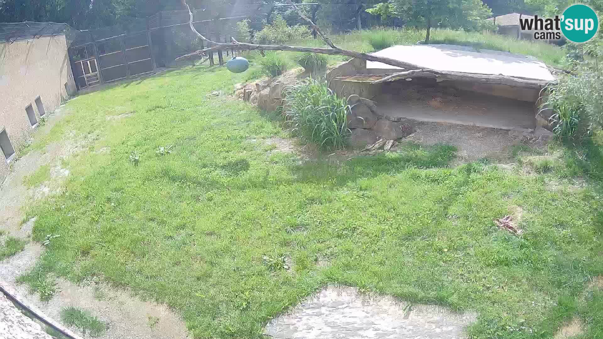 Lavovi web kamera uživo u ljubljanskom zoološkom vrtu – Slovenija