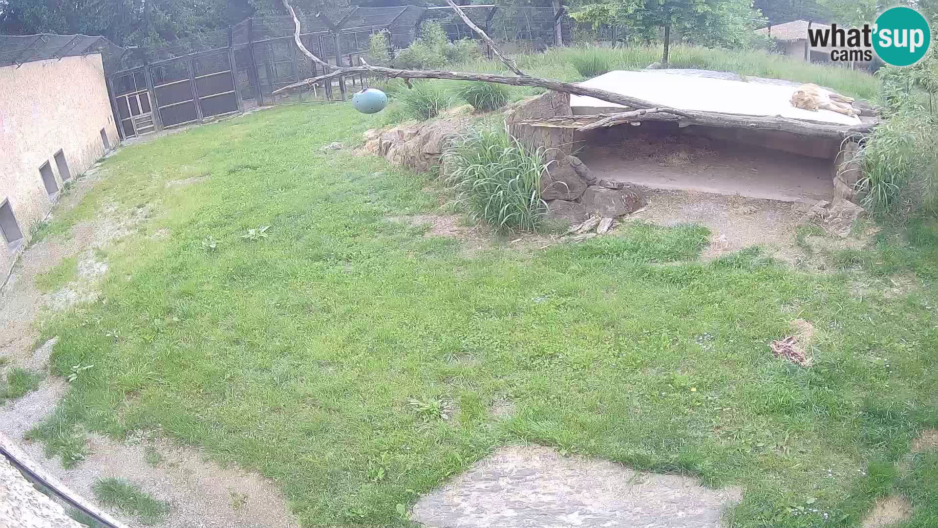 LION live Webcam in Ljubljana Zoo – Slovenia