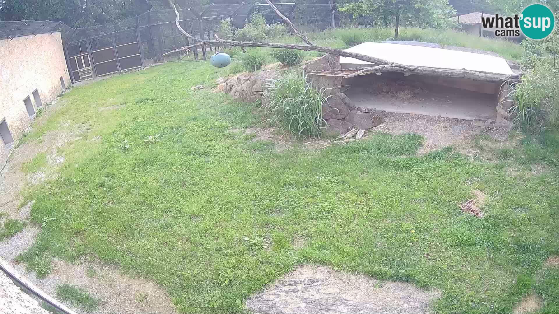 Lavovi web kamera uživo u ljubljanskom zoološkom vrtu – Slovenija