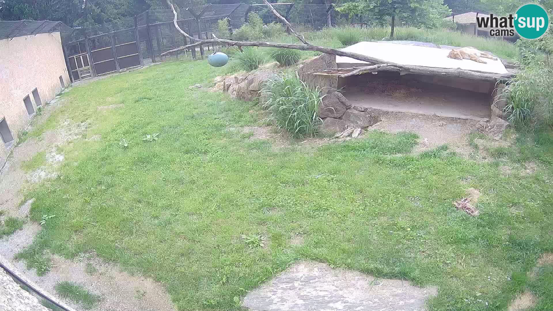 LEONE live Webcam nello zoo di Lubiana – Slovenia