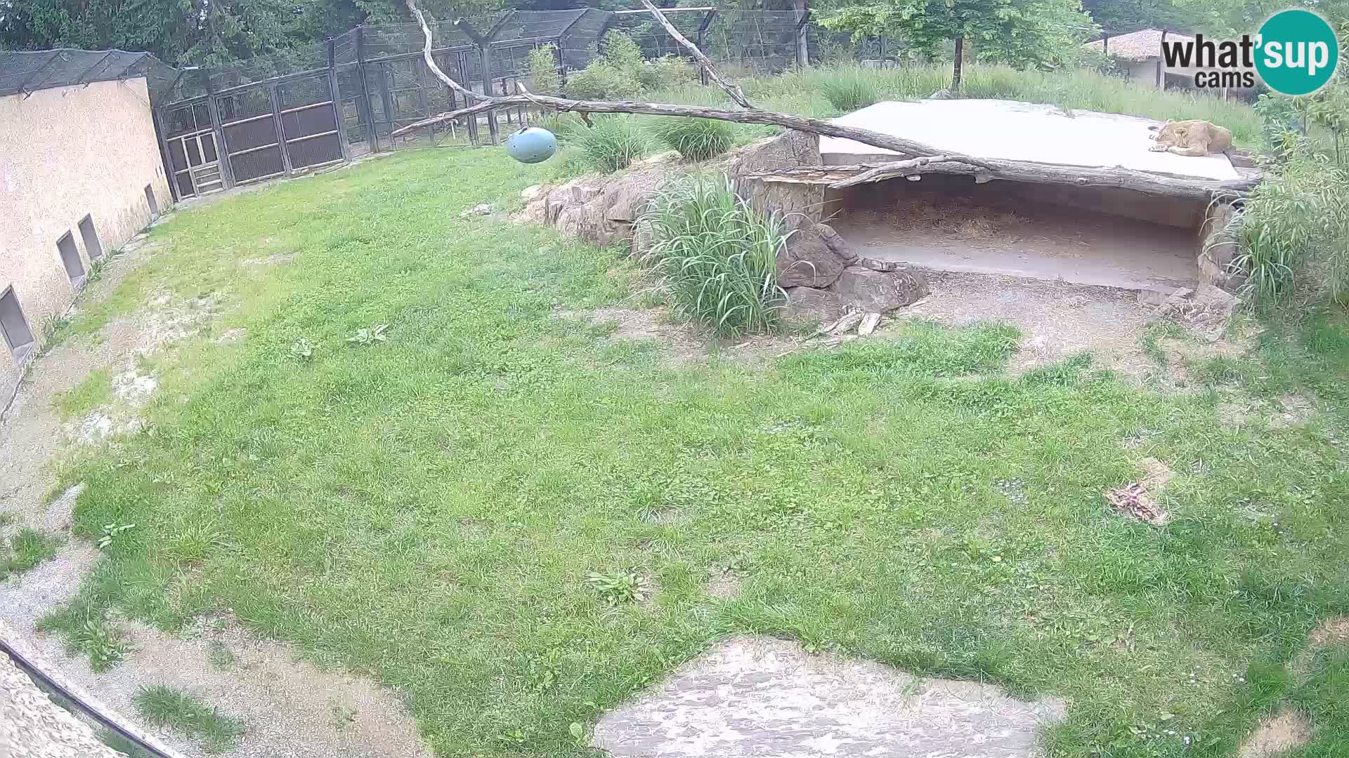 LEON Webcam en vivo en Ljubljana Zoo – Eslovenia