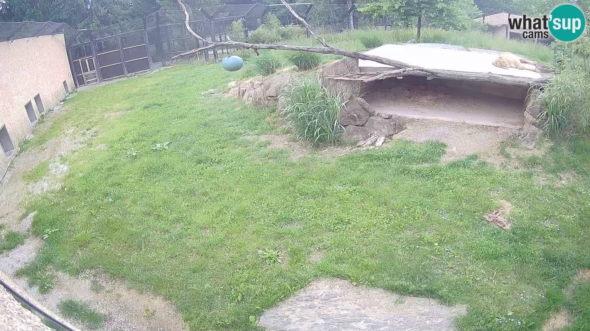 LEON Webcam en vivo en Ljubljana Zoo – Eslovenia