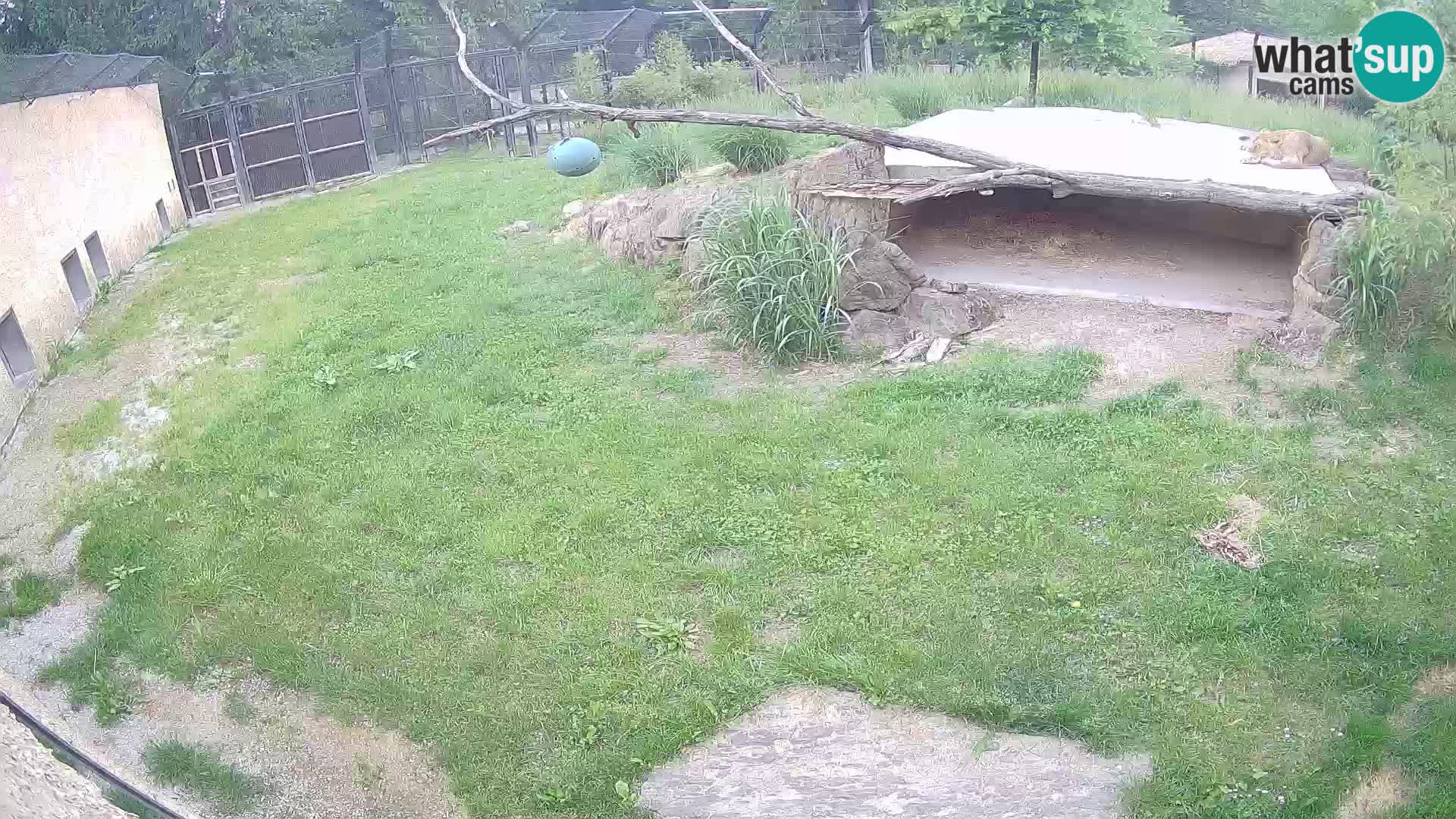 LION webcam en direct du zoo de Ljubljana – Slovénie
