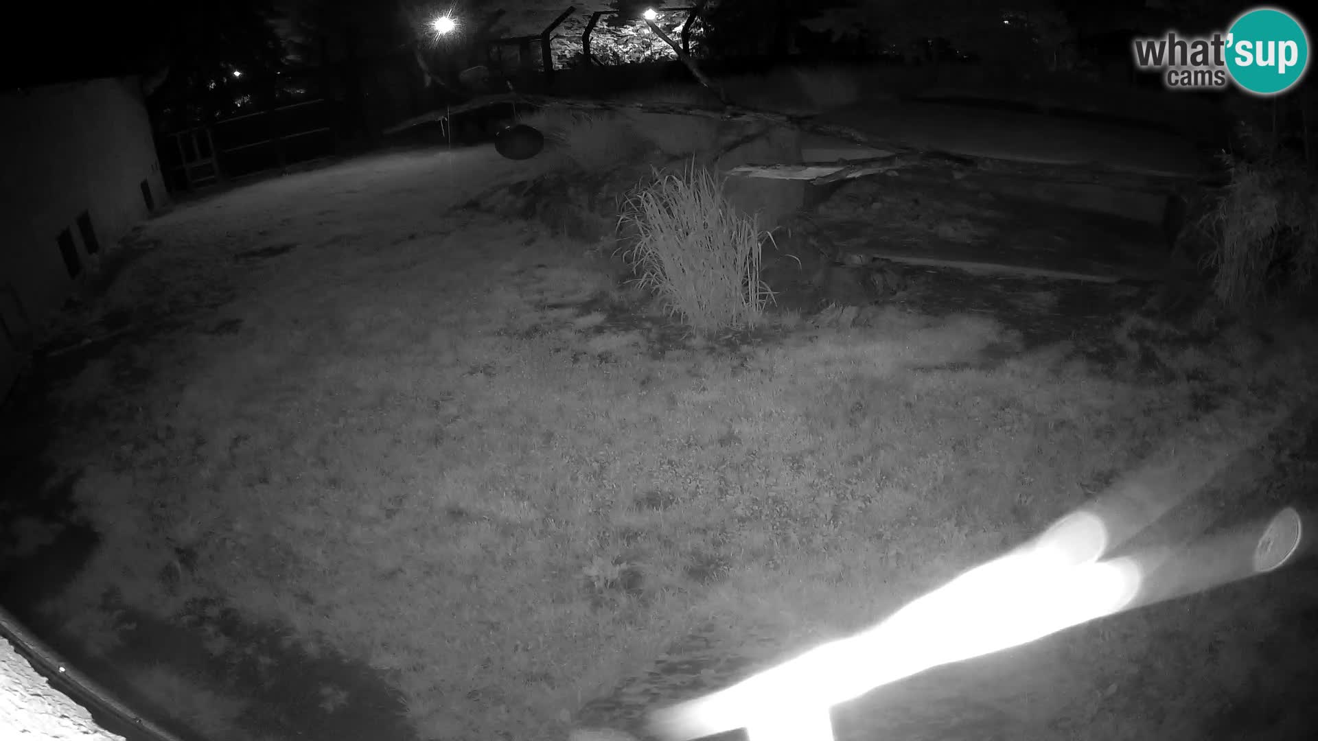 LION live Webcam in Ljubljana Zoo – Slovenia