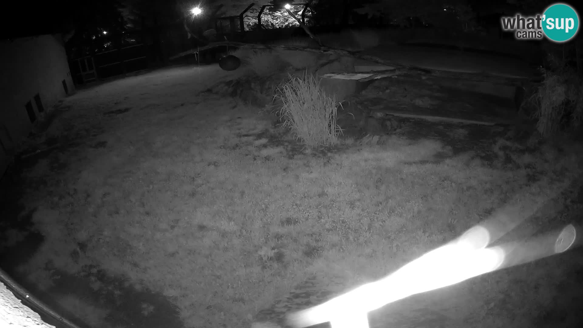 LION live Webcam in Ljubljana Zoo – Slovenia