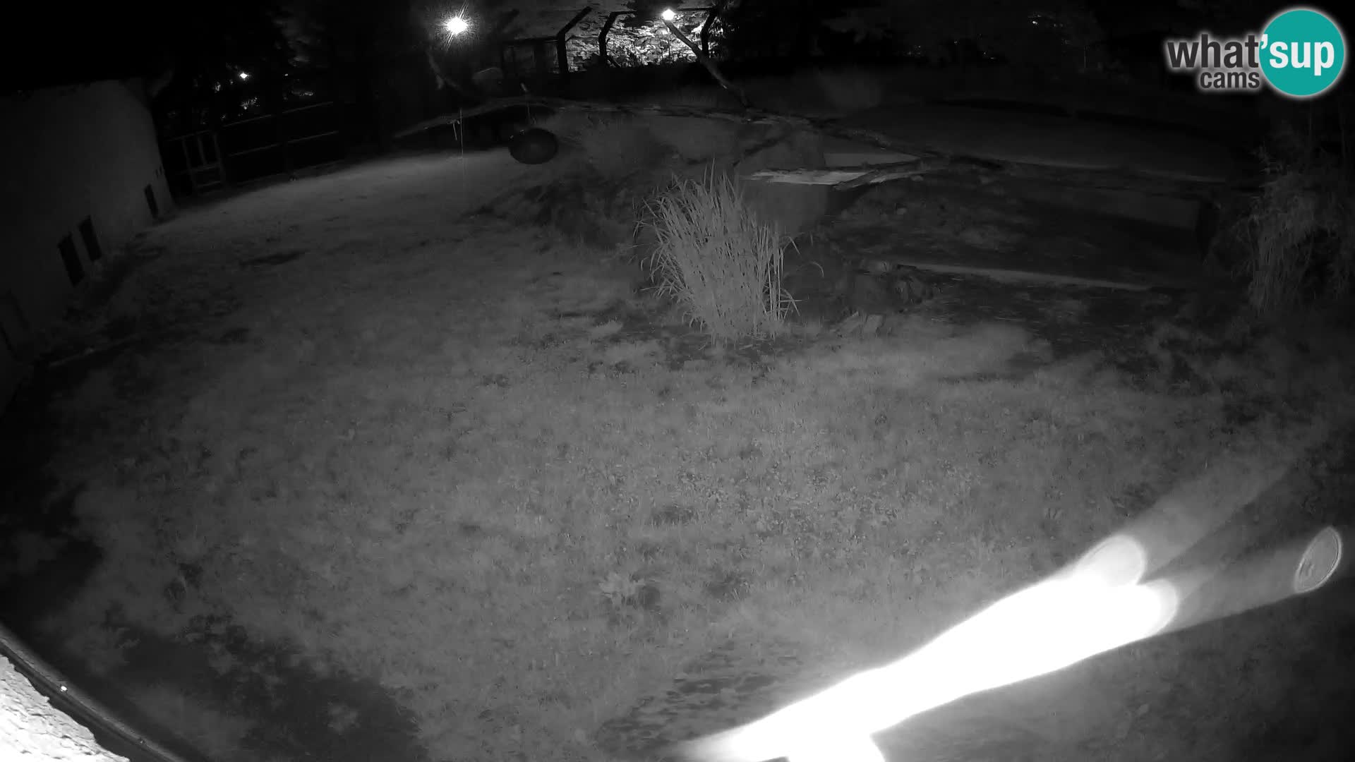 LION live Webcam in Ljubljana Zoo – Slovenia