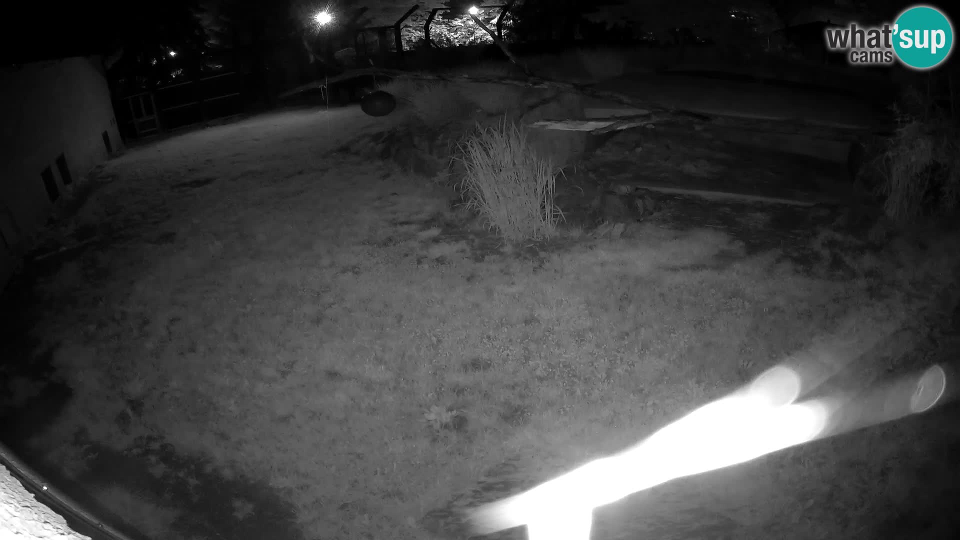 LION webcam en direct du zoo de Ljubljana – Slovénie