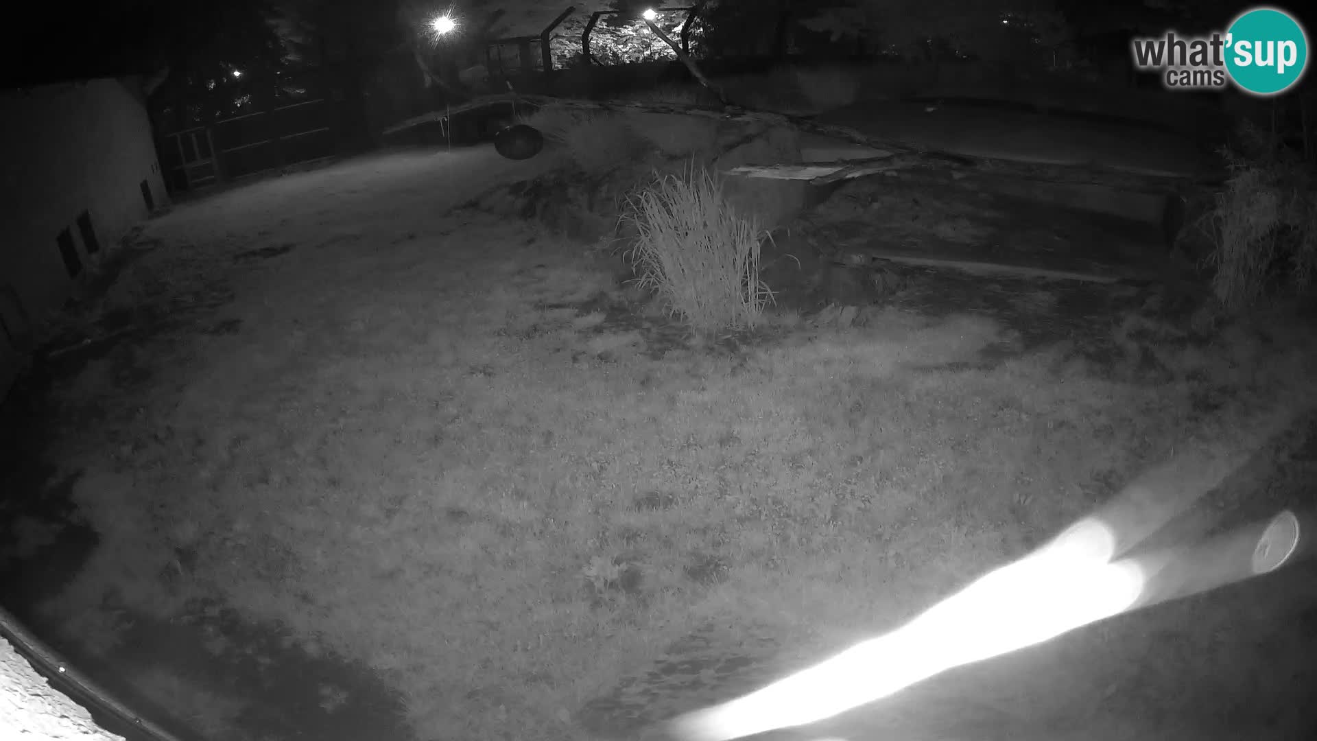 LEONE live Webcam nello zoo di Lubiana – Slovenia