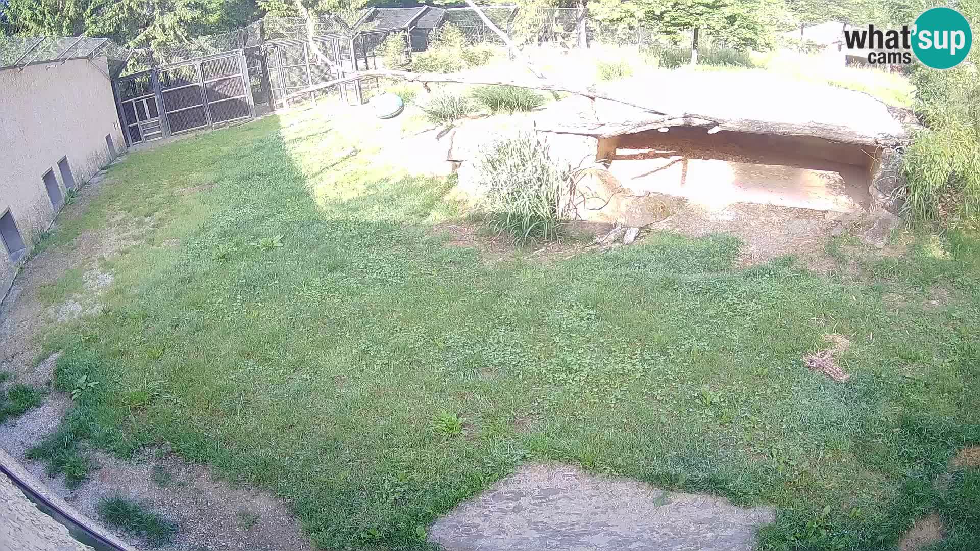 LION live Webcam in Ljubljana Zoo – Slovenia