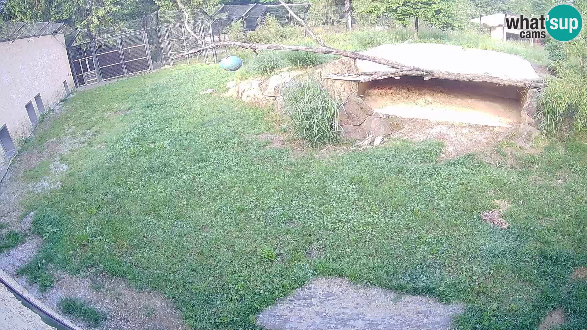 LION webcam en direct du zoo de Ljubljana – Slovénie