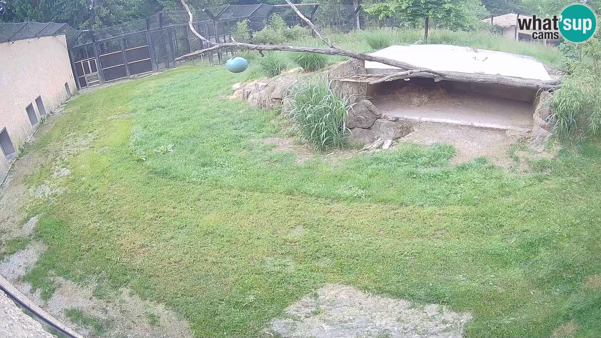 LION live Webcam in Ljubljana Zoo – Slovenia