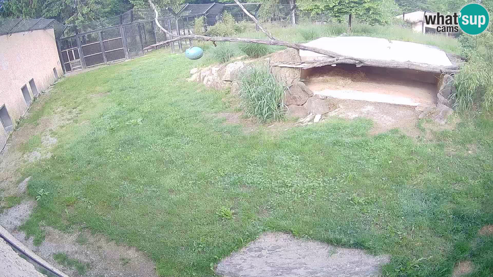 LEVI spletna kamera v živalskem vrtu Ljubljana Zoo