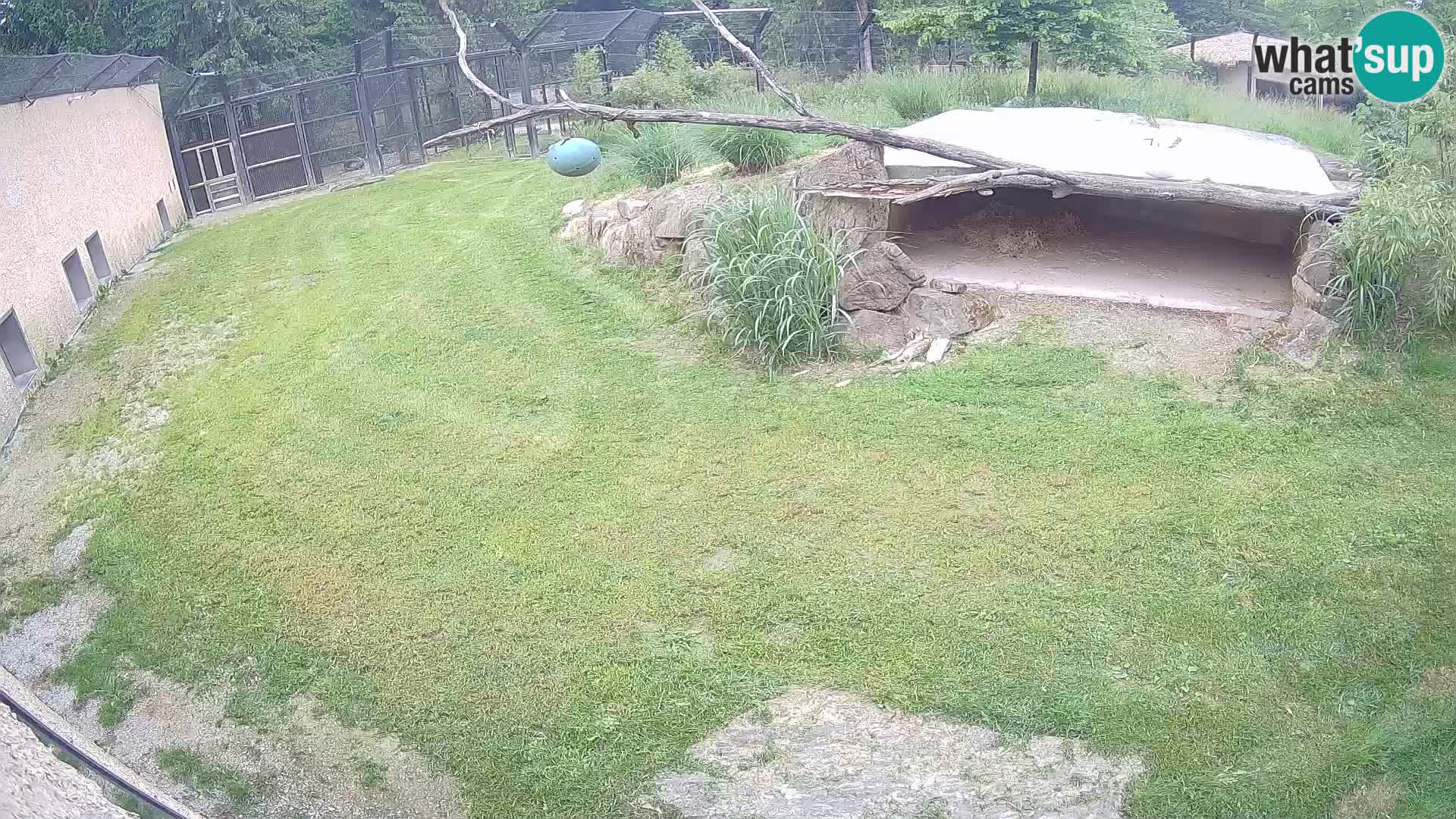 Lavovi web kamera uživo u ljubljanskom zoološkom vrtu – Slovenija