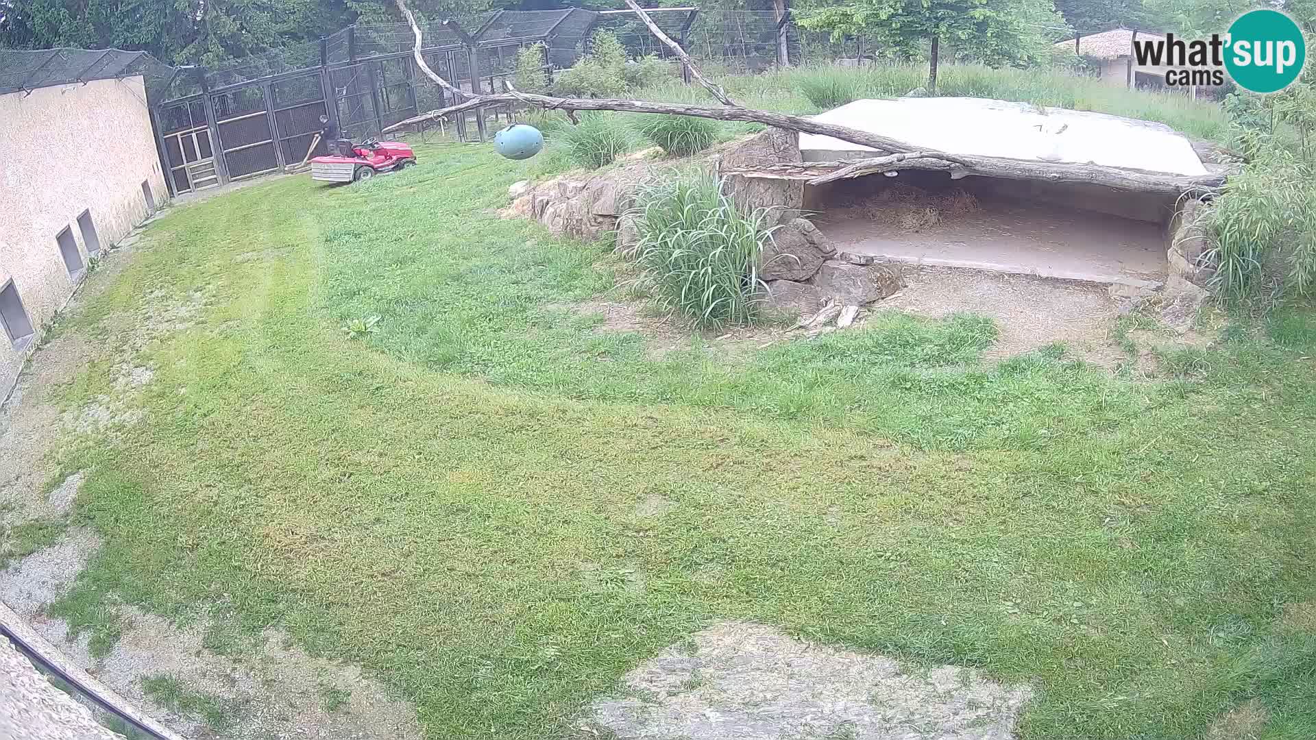 LEONE live Webcam nello zoo di Lubiana – Slovenia