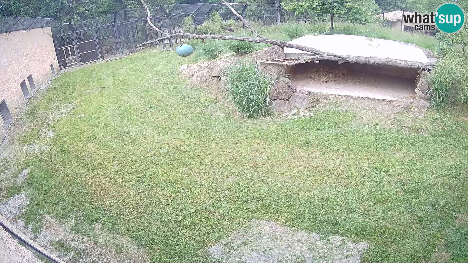 LEVI spletna kamera v živalskem vrtu Ljubljana Zoo